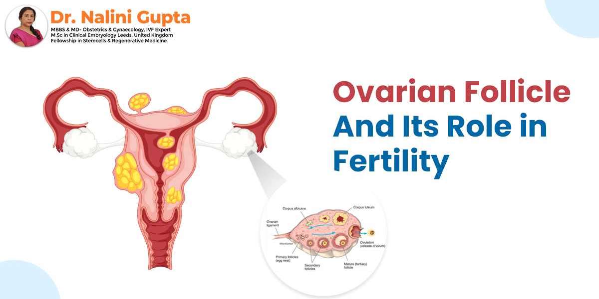 Ovarian Follicle And Its Role in Fertility