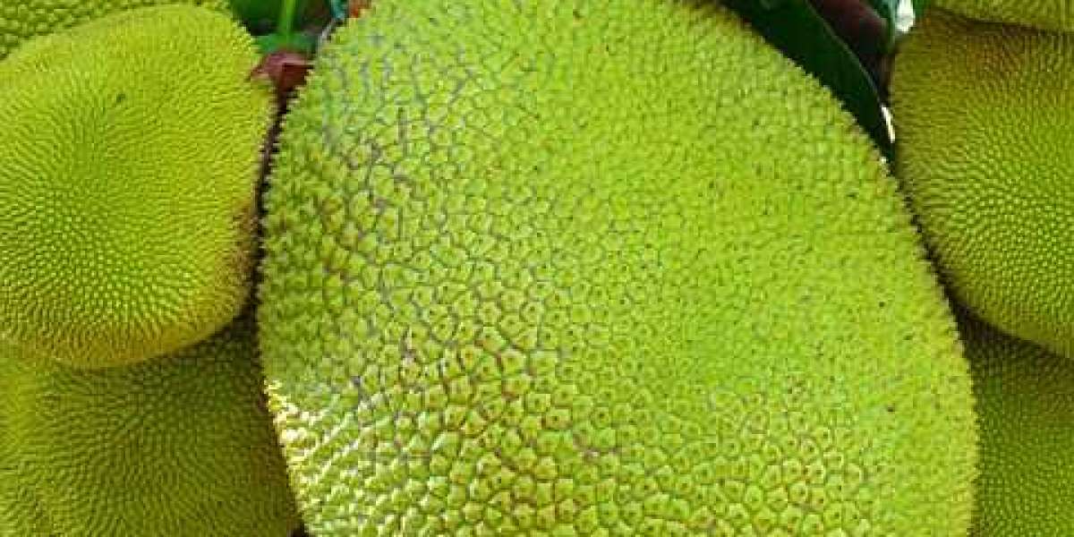 Market Trends and Forecast Analysis of the Jackfruit Market Forecast 2024-30