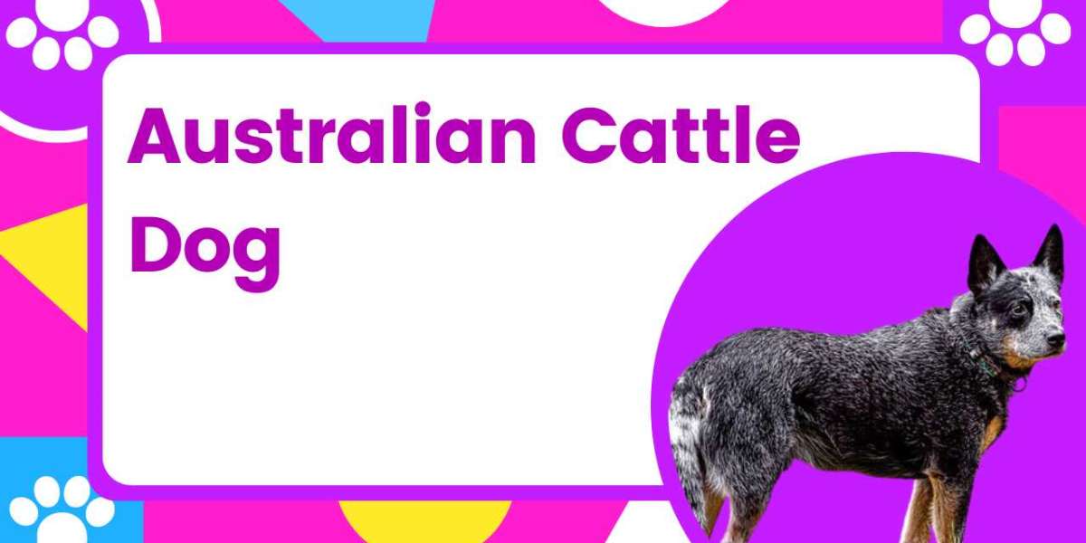 Affordable Options for Getting an Australian Cattle Dog