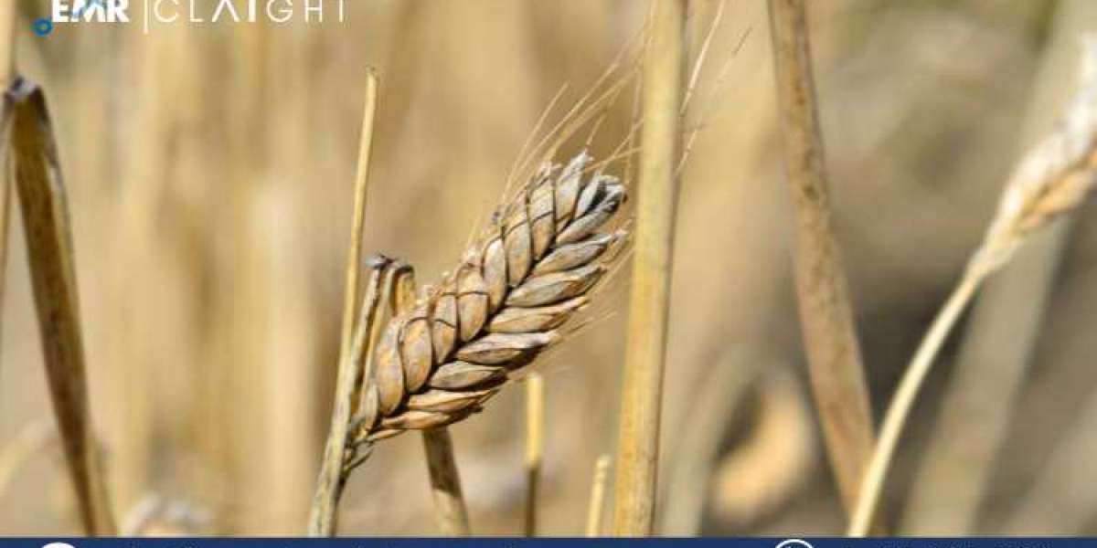 Durum Wheat Price Forecast Report