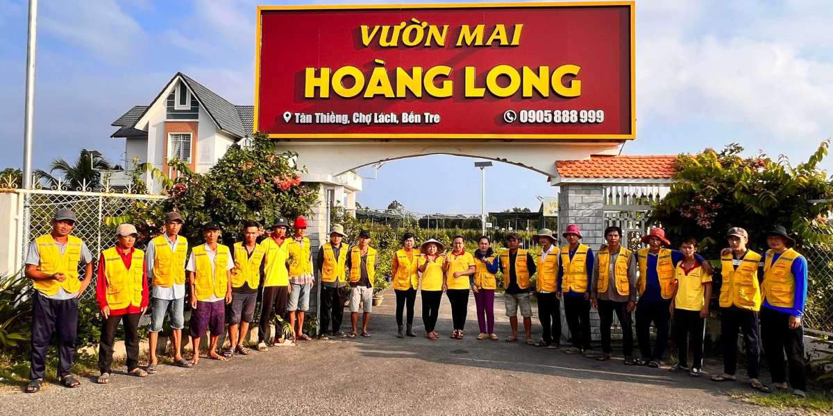 bí quyết chọn hoa mai đẹp, nhiều lộc đón Tết