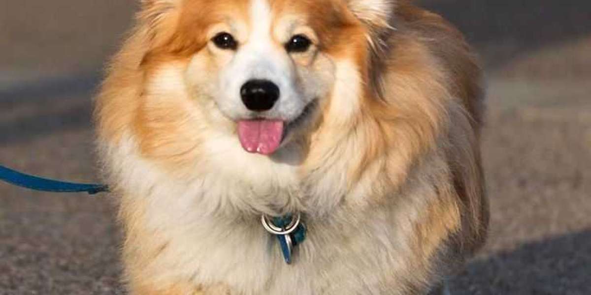 Pembroke Welsh Corgi Long Hair: What You Need to Know About These Fluffy Companions