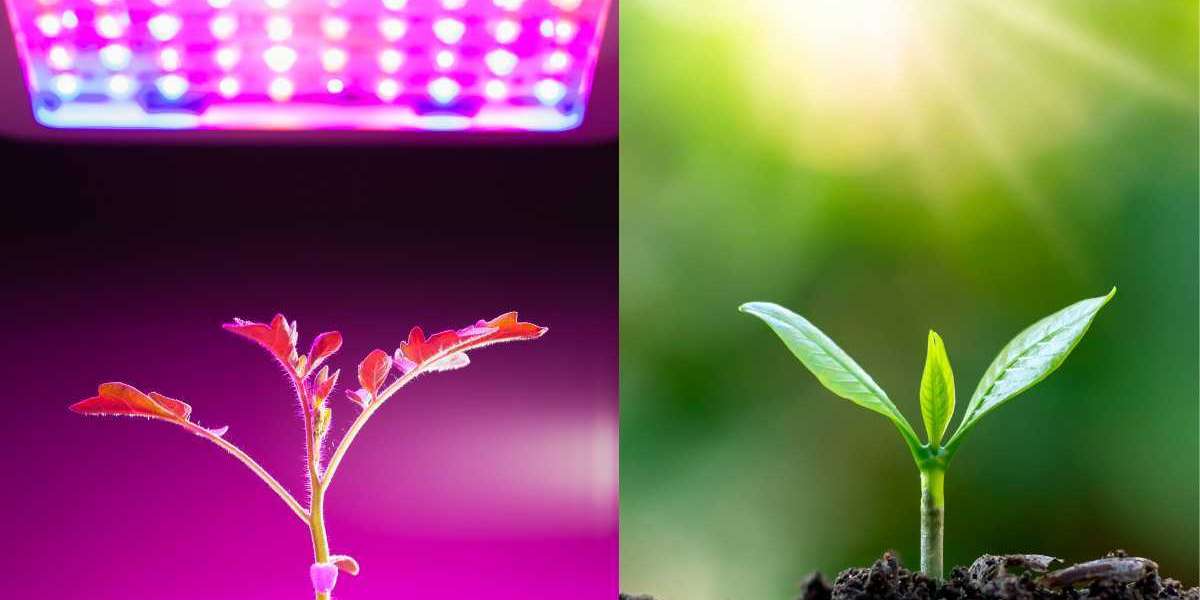 Plant Growth: Sunlight vs. Grow Lights