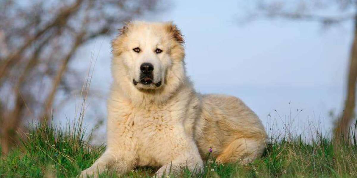 Central Asian Shepherd Dog: A Loyal Companion with a Unique History